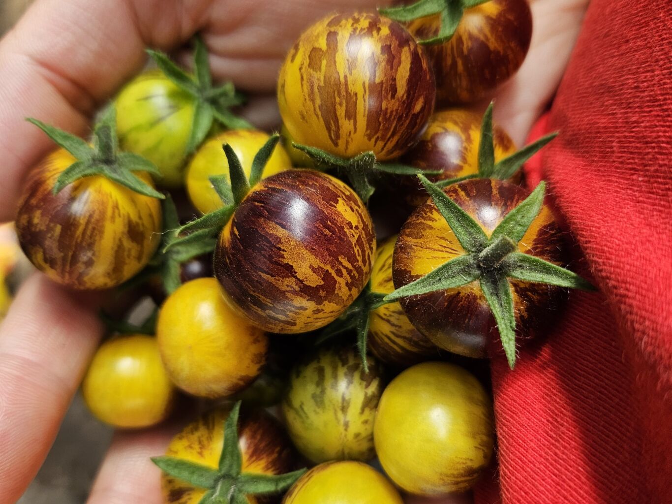 FreilandTomaten im Härtetest Diese Sorten haben überzeugt